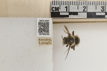 Media type: image;   Entomology 789195 Aspect: Labels